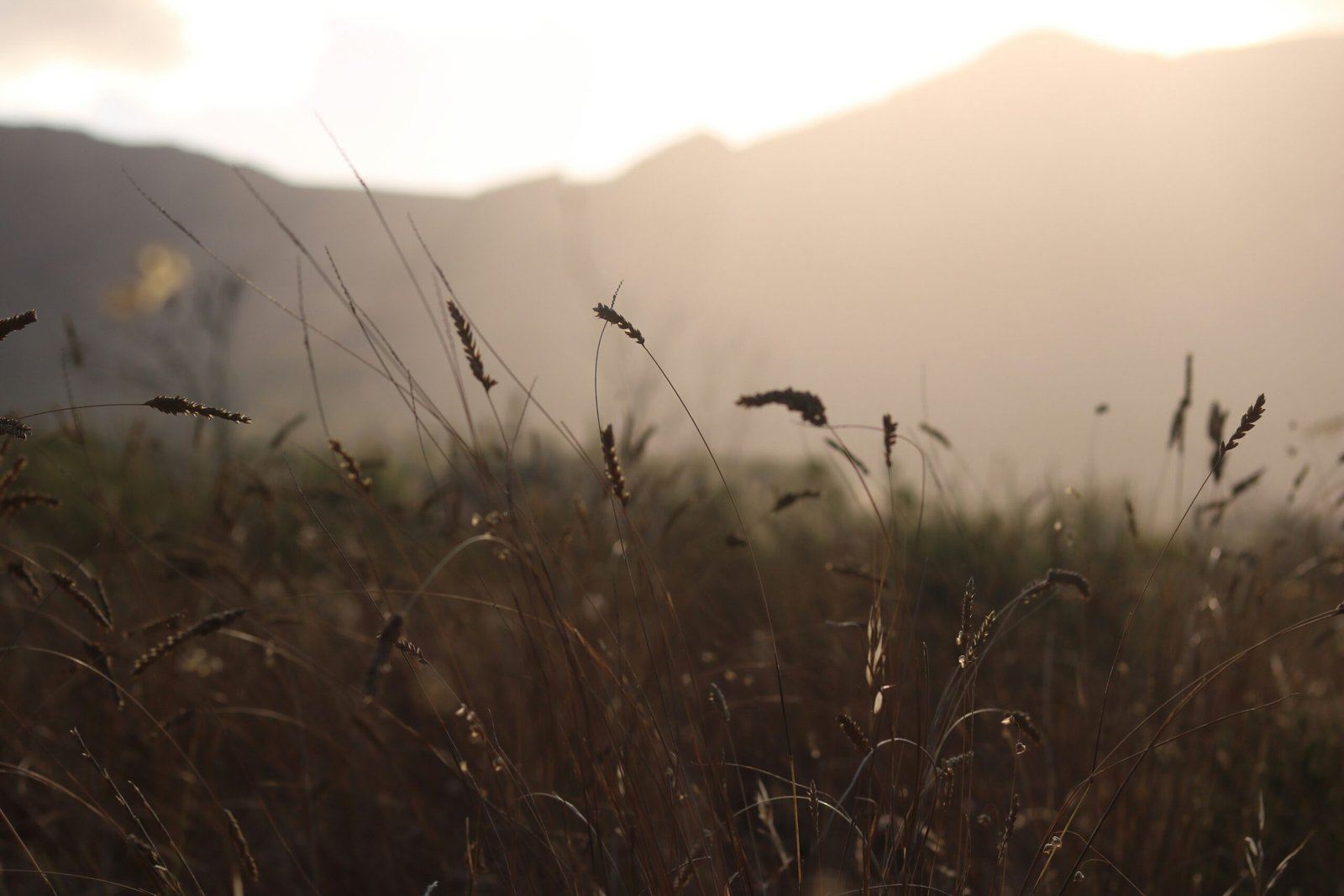 Gramíneas ao entardecer com montanhas ao fundo
