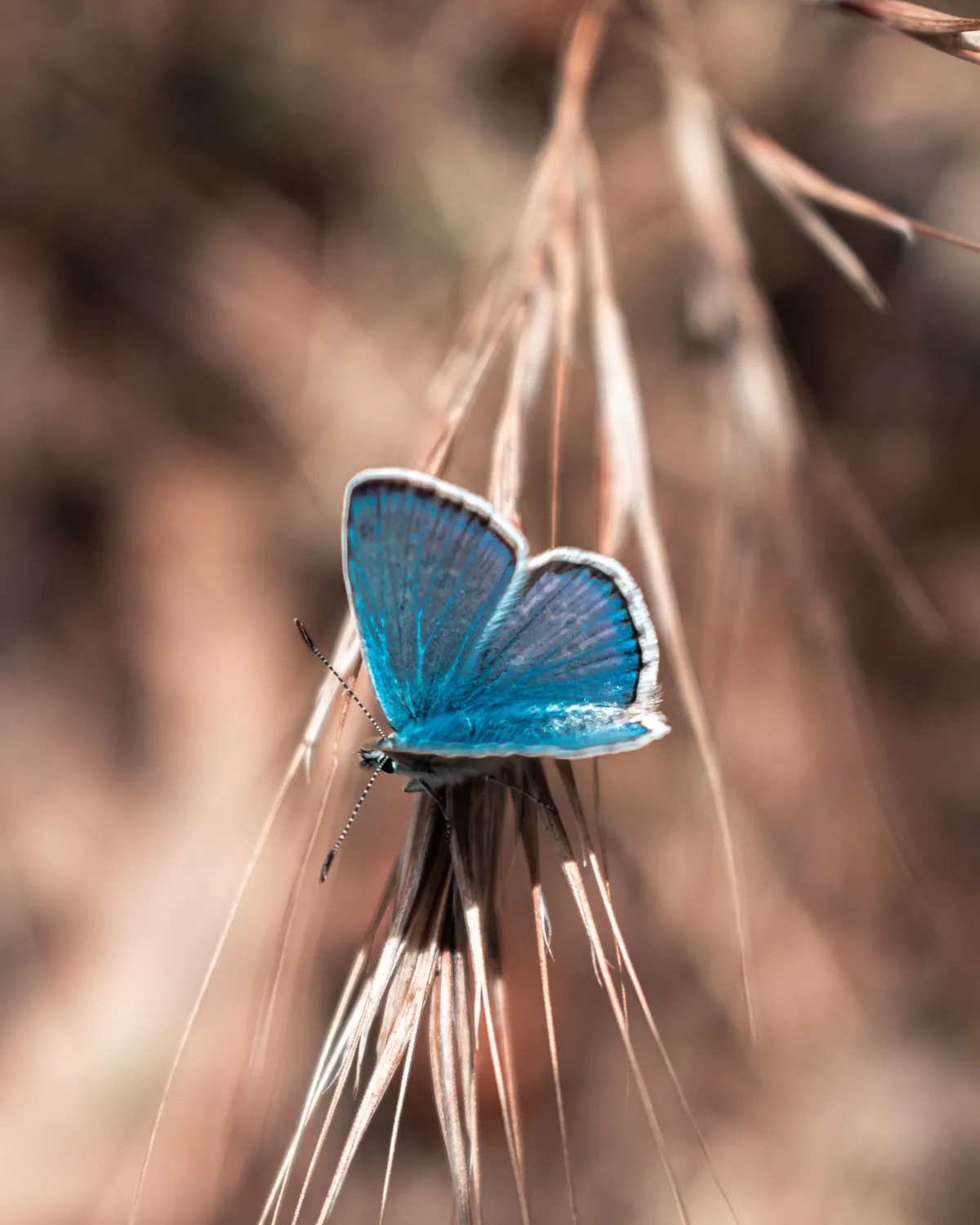 ViRe - Vida Regenerativa Borboleta azul pousada numa espiga de capim seco, com fundo desfocado em tons de palha.
