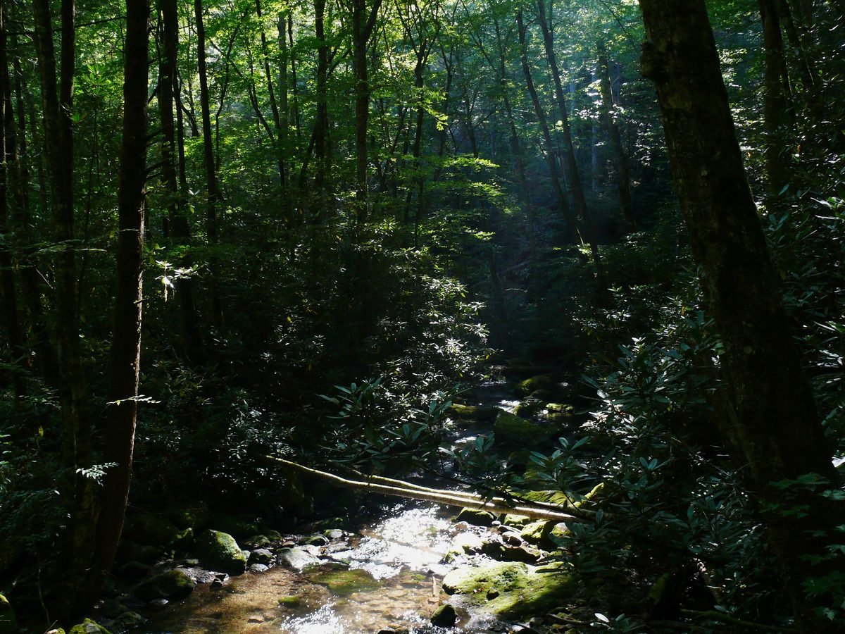 Floresta em luz suave